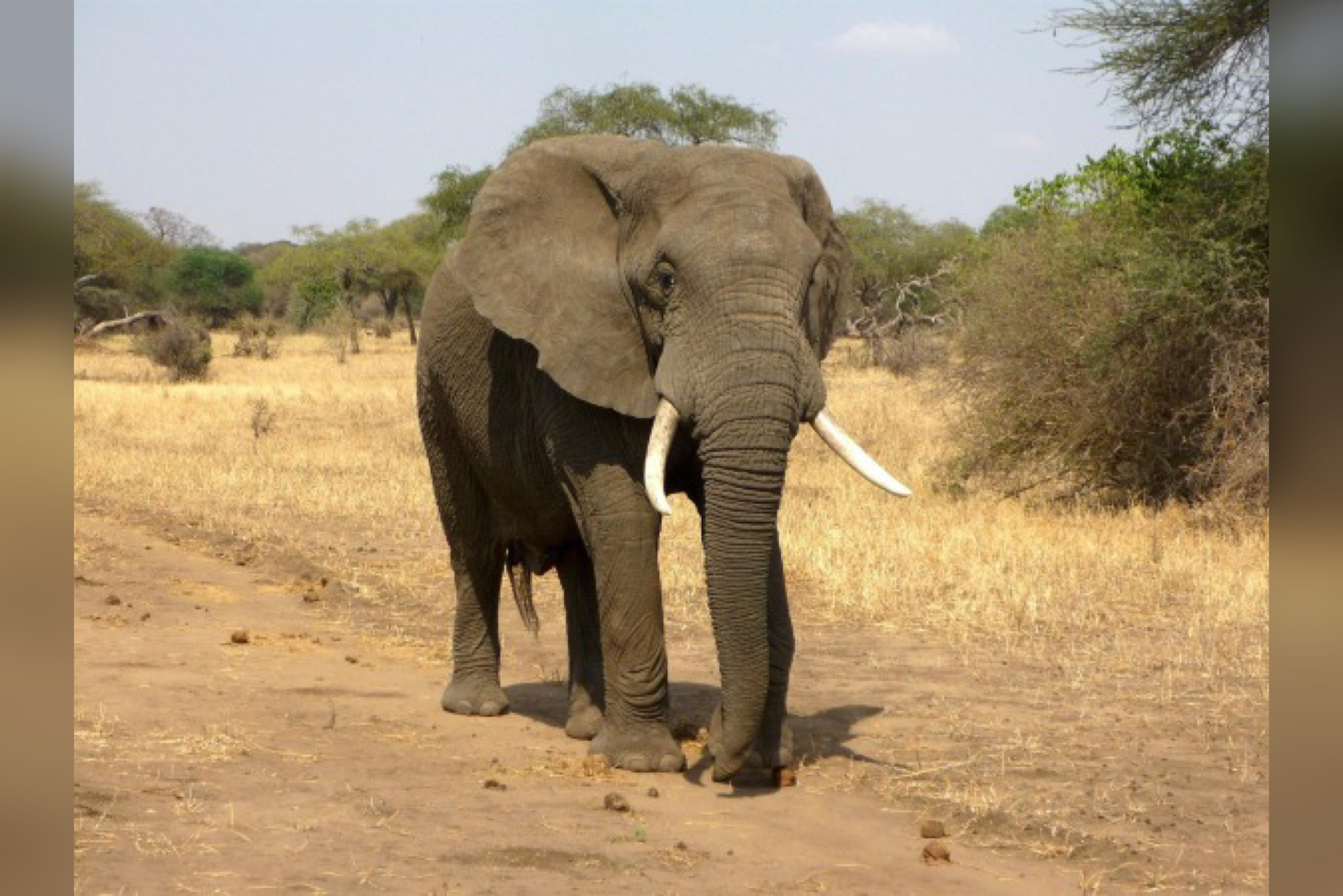 Elefante Mata Idosa De 70 Anos E Volta Para Pisotear Corpo Durante Funeral