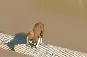Cavalo fica ilhado em telhado(Reprodução)