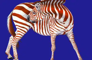Zebra gorda e comunista(Google Imagens)