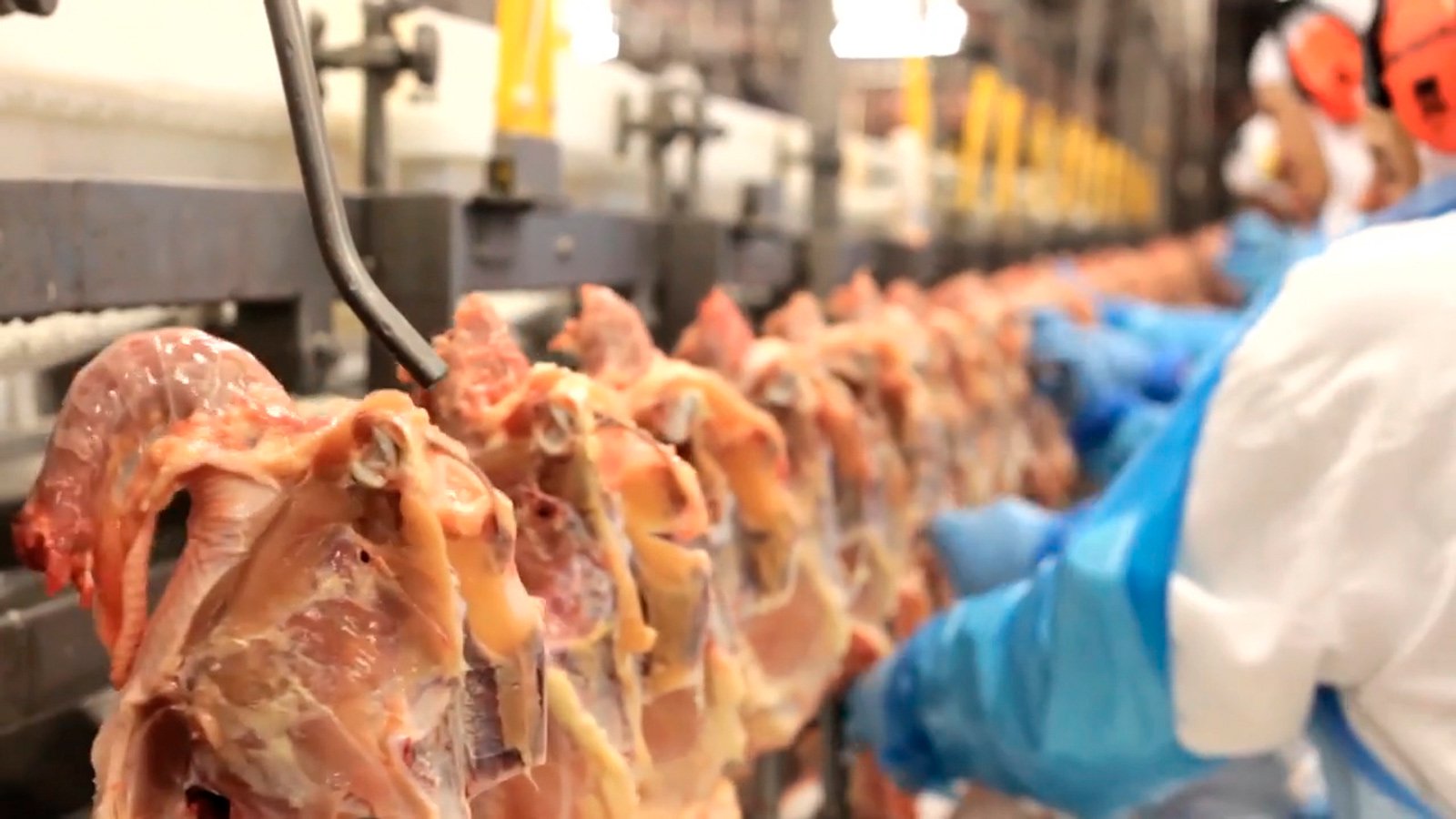 Seu almoço de domingo foi um frango com salmonela?