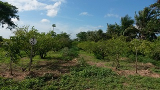 área de cultivo orgânico