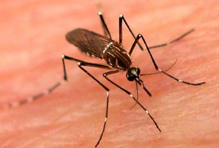 Piauí é 2º no país no combate ao Aedes
