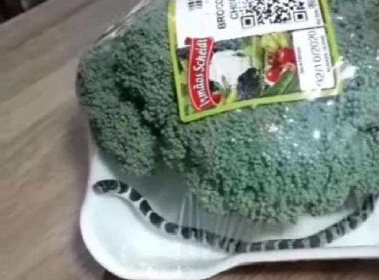 Cobra é encontrada em embalagem de brócolis no Vale do Itajaí