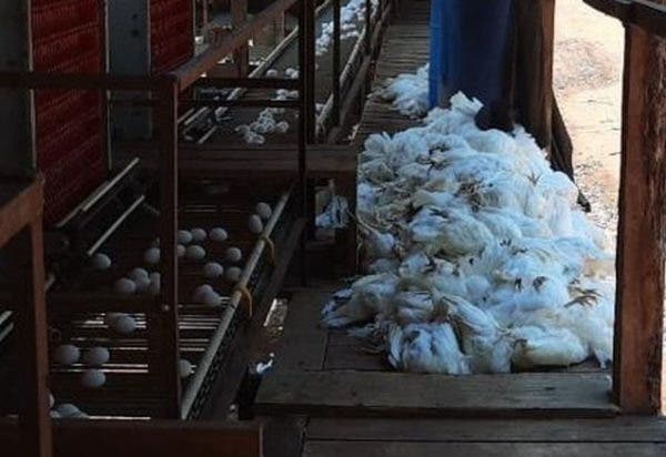 Mais de 1 milhão de galinhas morrem de calor no interior de SP