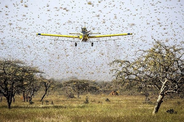 Nova nuvem de gafanhotos se aproxima do Brasil