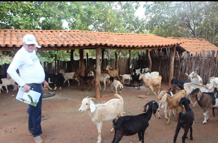 Quintais produtivos por meio da ovinocaprinocultura