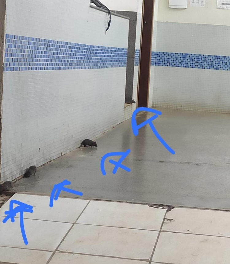 Ratos