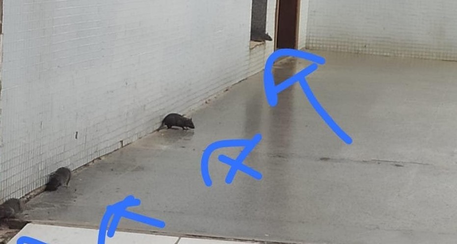 A Papuda está cheia de ratos