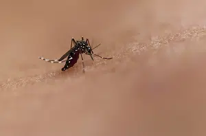 Aedes aegypti(Brasil de Fato)