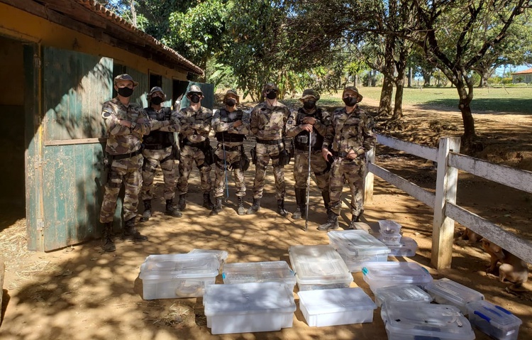 Mais 16 cobras foram encontradas pela Polícia Militar do DF, a apreensão foi feita após uma denúncia anônima. A suspeita é de que todas elas pertencem ao estudante de veterinária.