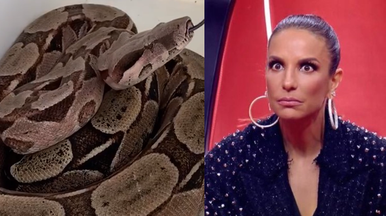 Cobra "visita" casa de Ivete Sangalo, é a terceira vez