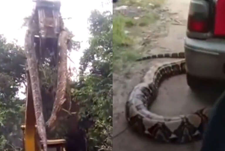 Vídeo: Cobra gigante é retirada de floresta por escavadeira