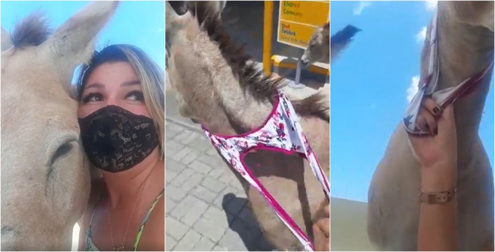 Ela tirou a calcinha e segurou o jumento com a vestimenta