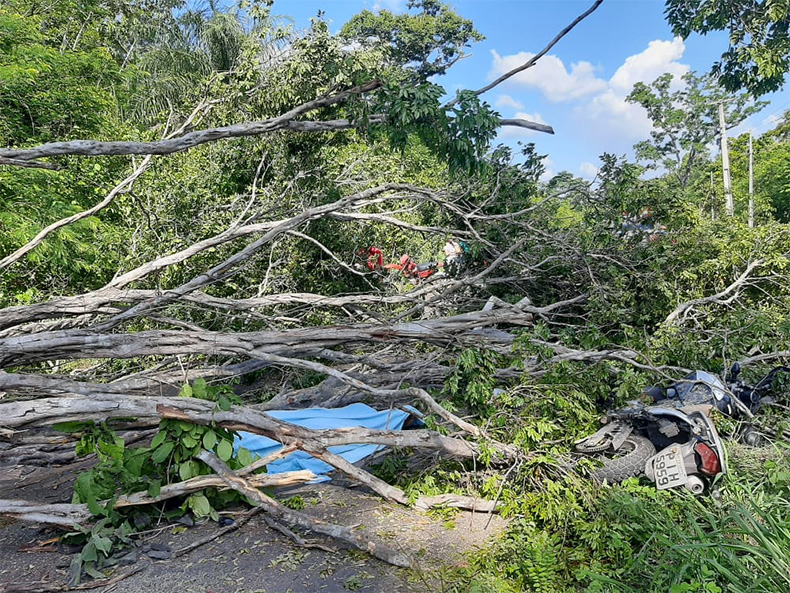 Árvore cai e mata motociclista em Teresina