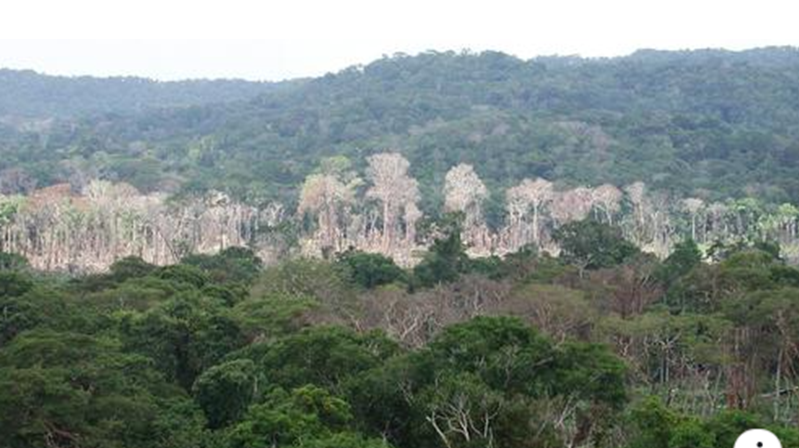 Floresta envenenada: fazendeiros jogam agrotóxico sobre Amazônia para acelerar desmatamento