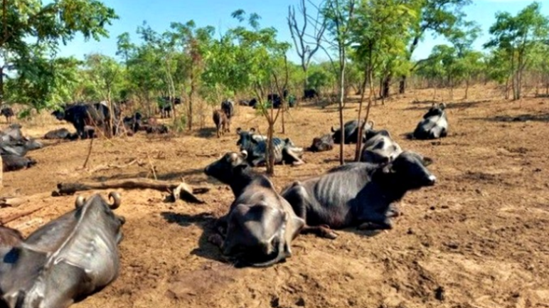 Abandono de animais: em São Paulo mais de mil búfalas estão em inanição