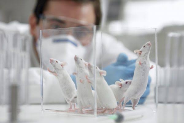 Pesquisa com ratos de laboratório