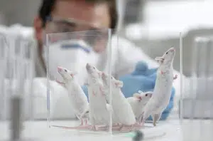 Pesquisa com ratos de laboratório(Reprodução)