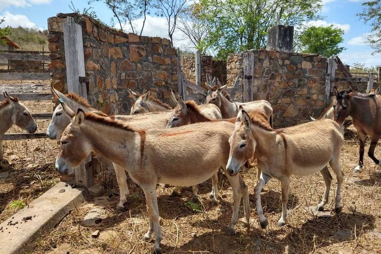 Exportação de "Nosso Irmão" para China cresce no Nordeste