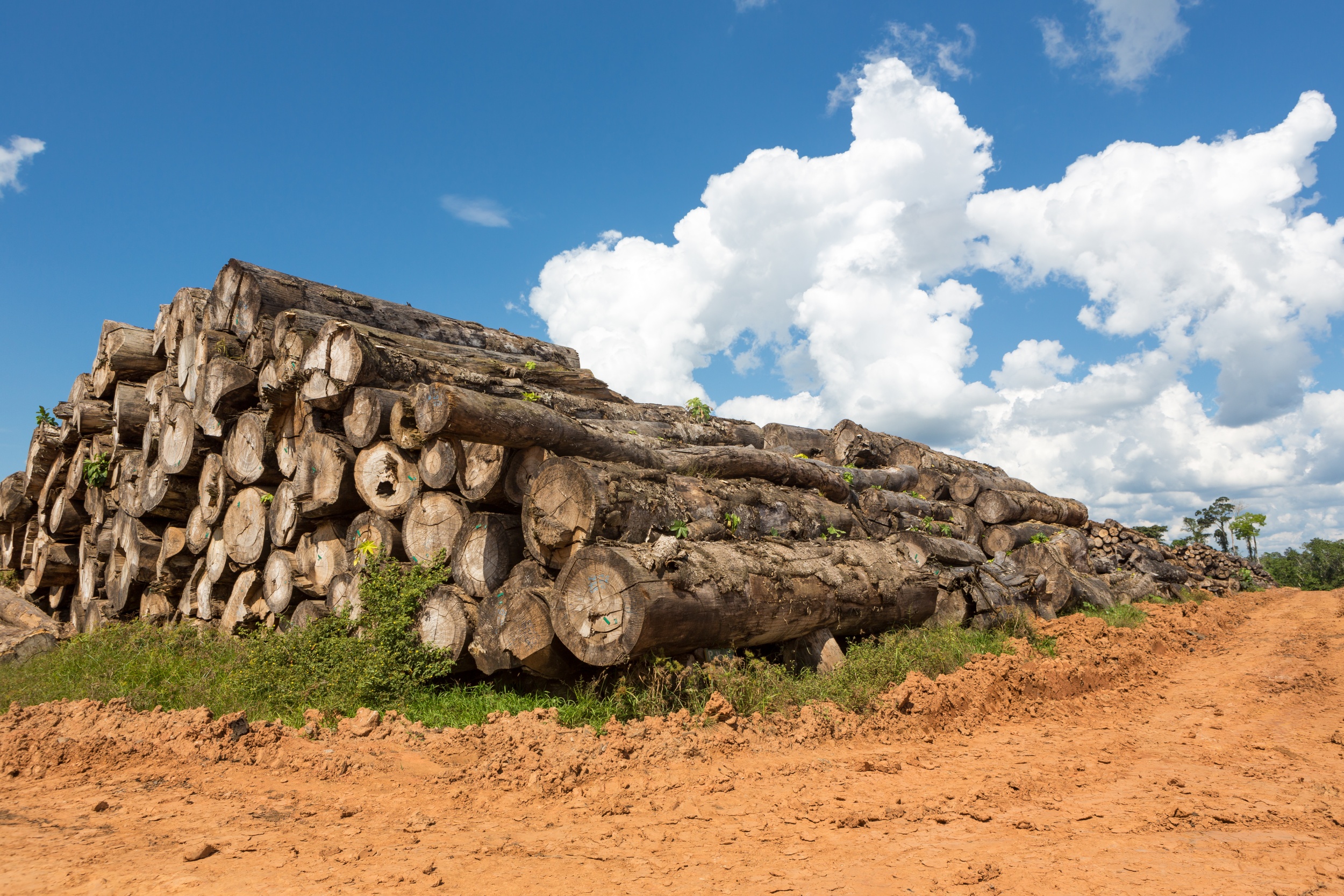 Governo cancela multa e libera exportação de madeira ilegal apreendida na Amazônia