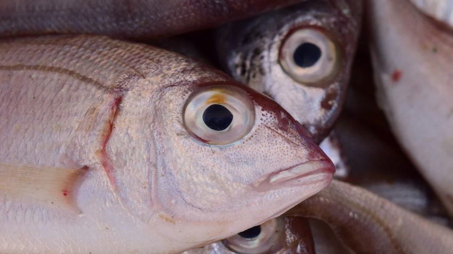 Urina preta: após comer peixe, irmãs são internadas