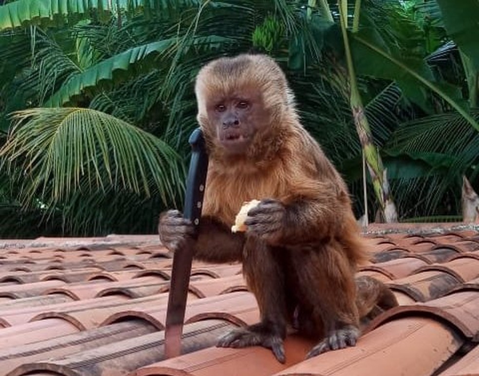 VÍDEO: Na Paraíba, macaco invade casa, toma faca, fica armado, mas é um dócil animal