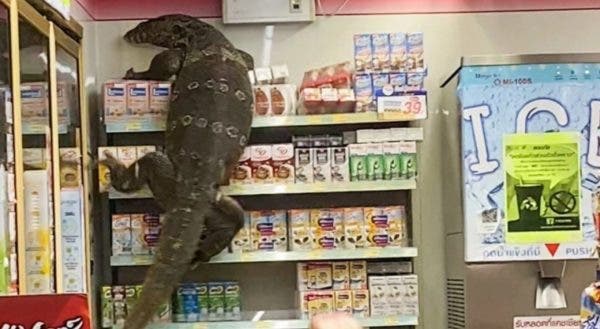 VÍDEO: Lagarto gigante invade mercado e assusta funcionários