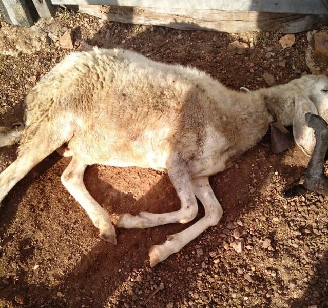 Em São Julião, cachorros atacam e criador perde 41 ovelhas