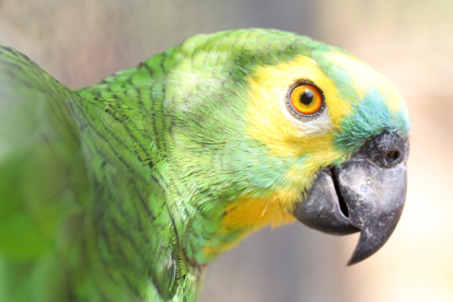 Parque Estadual Zoobotânico será reaberto nesta sexta (11)