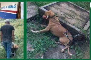 Denúncia de maus-tratos contra animais em Barras(Reprodução/Redes Sociais)