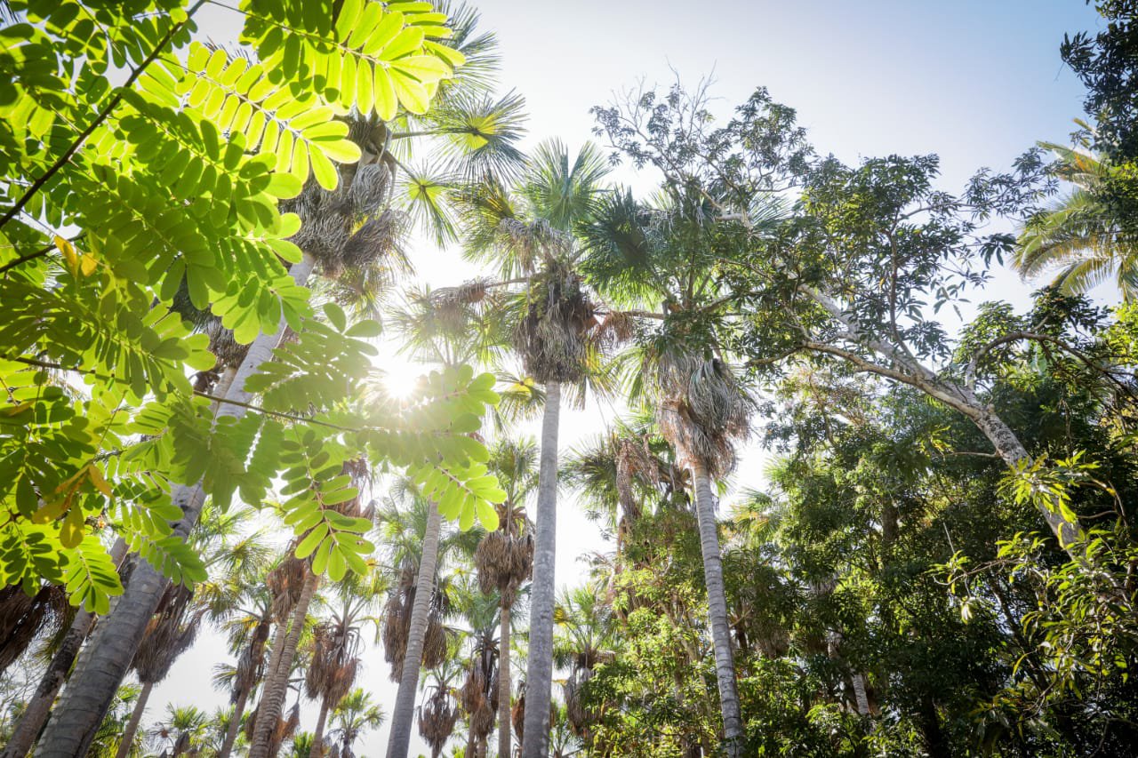 Piauí: Floresta petrificada de 280 milhões de anos é estudada em Altos