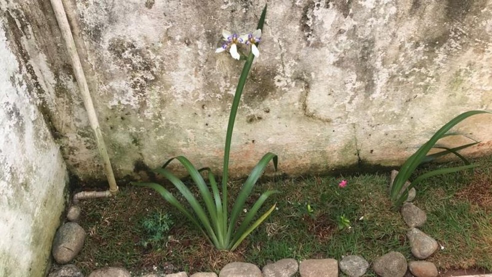 E se você alugar uma casa e depois encontrar a proprietária enterrada lá?