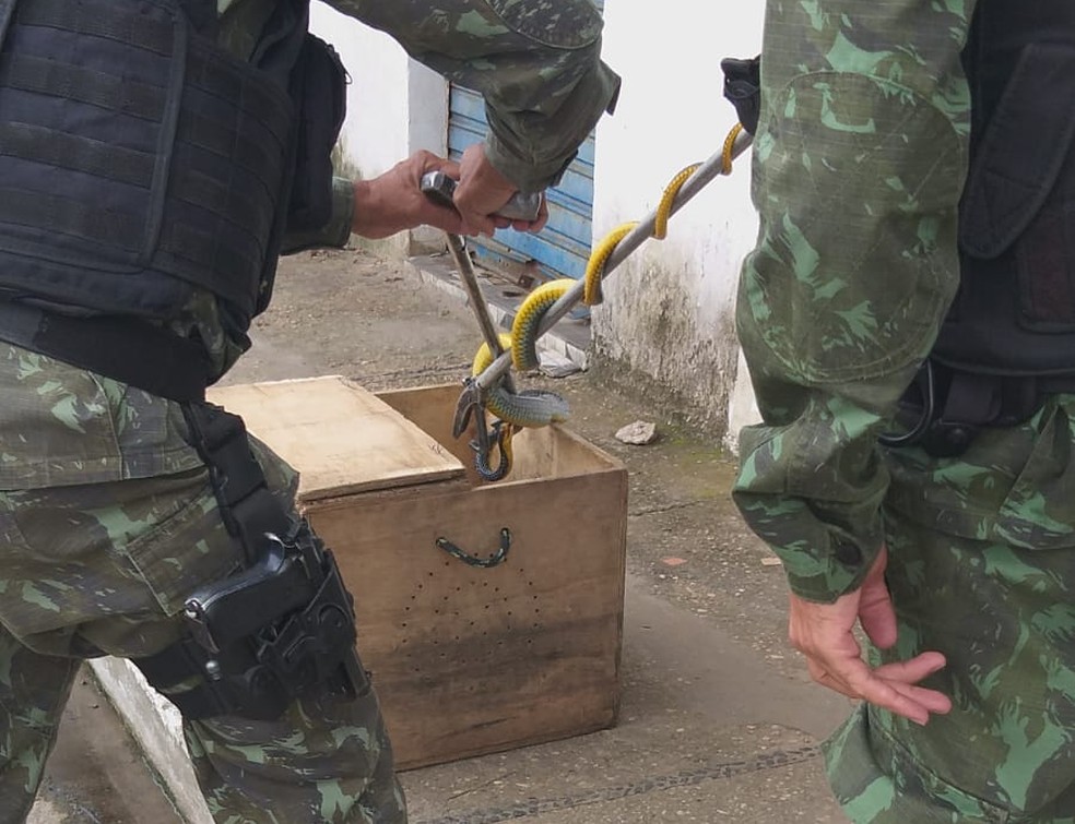 PM resgata sete cobras em residências de Teresina no fim de semana