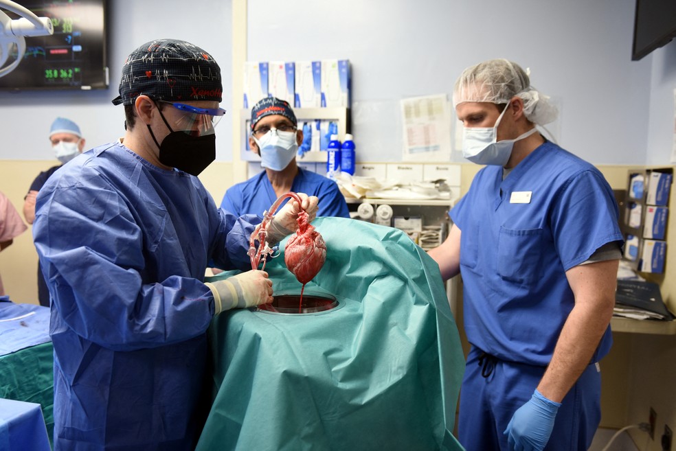 Transplante inédito: homem recebe coração de porco geneticamente modificado