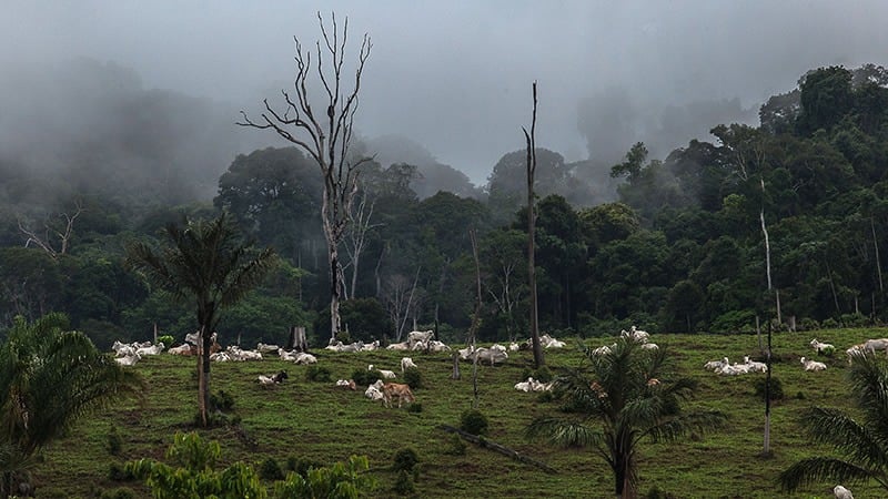 A pecuária é o principal vetor de desmatamento na Amazônia