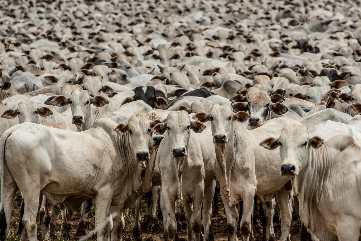 Quase a metade do gado brasileiro (43%) é criado nos estados da Amazônia Legal