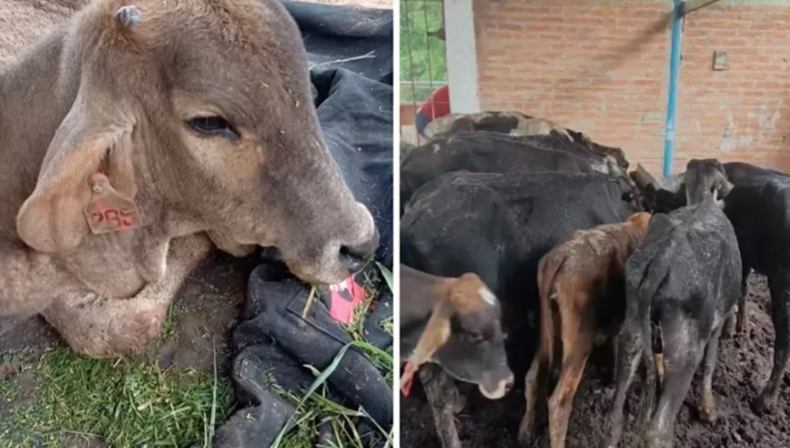 302 bezerros são achados com fome e sede em Cunha