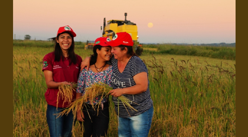 MST prepara festa da maior colheita de arroz agroecológico da América Latina