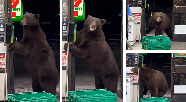 Exemplo para Bolsonaro: urso invade loja nos EUA e 'passa' álcool em gel