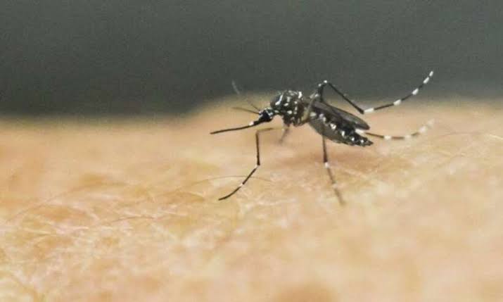 Dengue: Piauí registra aumento de 765% nos casos notificados