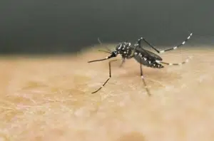 Dengue(Reprodução)
