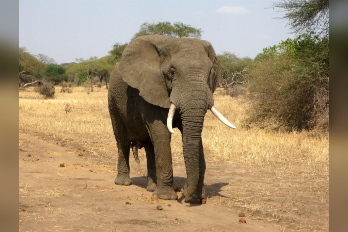 Elefante pisoteou a mesma vítima duas vezes