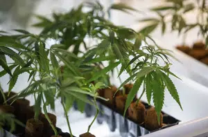 Plantação de Cannabis ativa(Reprodução/Metrópoles)