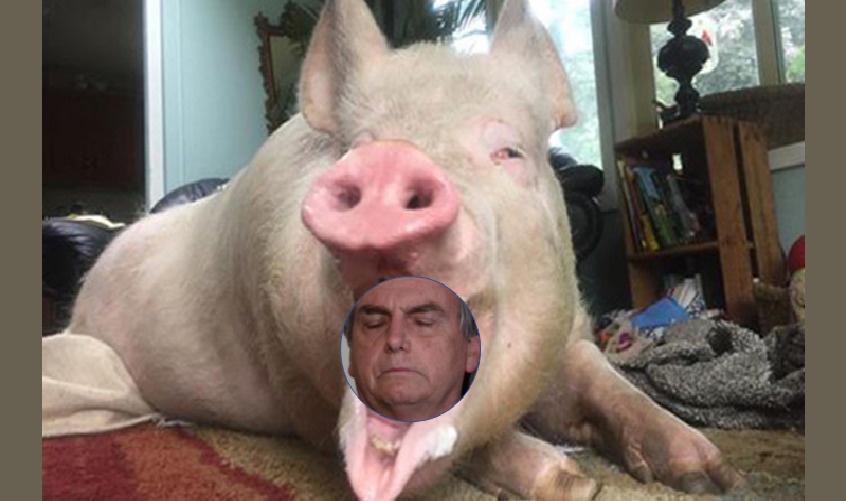 Bolsonaro e a porca