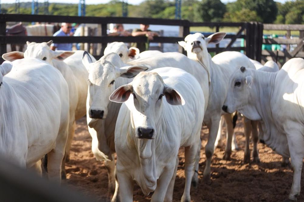 Piauí + Genética: 200 mil inseminações artificiais serão ofertadas no Estado