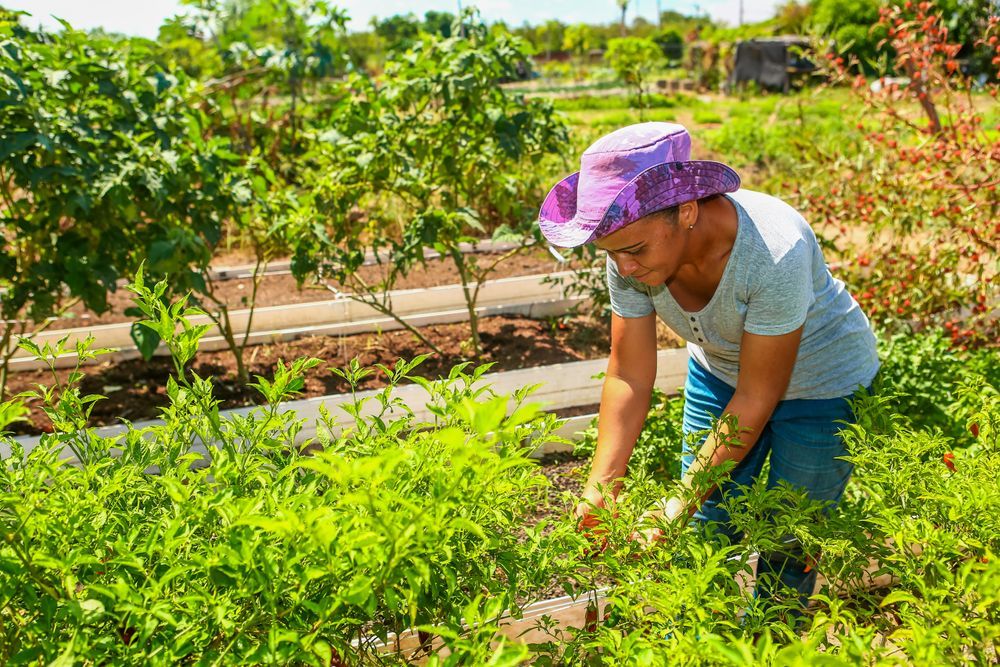 G20: Projeto transforma vida de 36 mil famílias de agricultores no Piauí