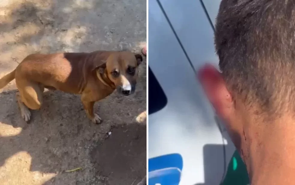 Vídeo: cachorro arranca parte da orelha de ladrão e impede roubo