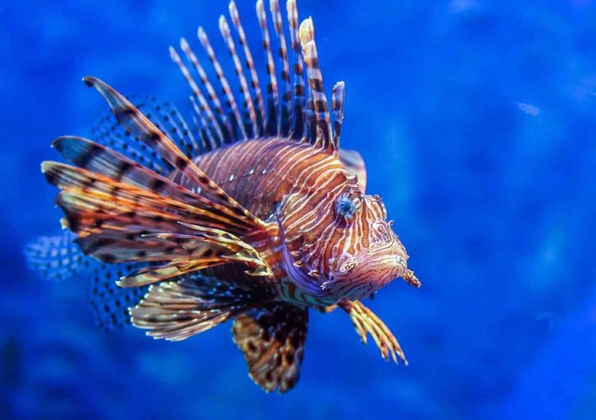 Venenoso, peixe-leão invade litoral do Piauí e preocupa especialistas