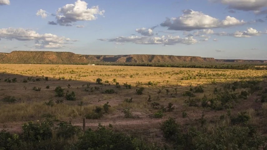 Piauí foi o único estado do Matopiba a reduzir índices de desmatamento do Cerrado