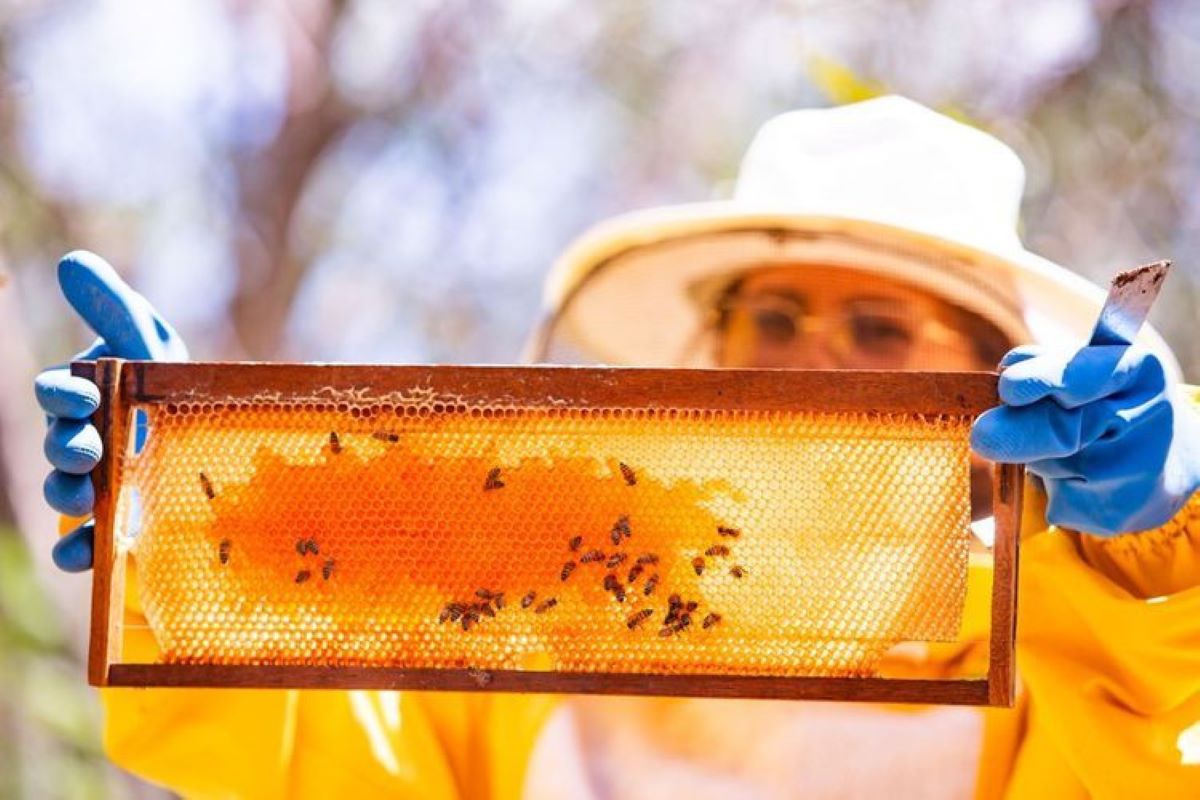 Produção de mel de abelha